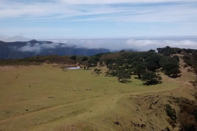 fanal-enchanted-forest