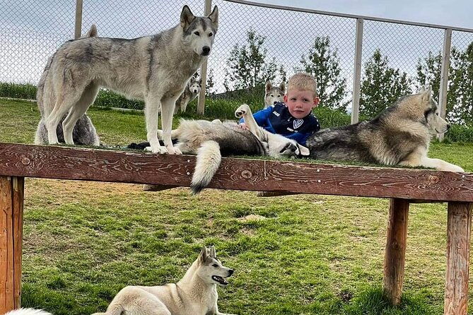 husky-petting-in-akureyri-private