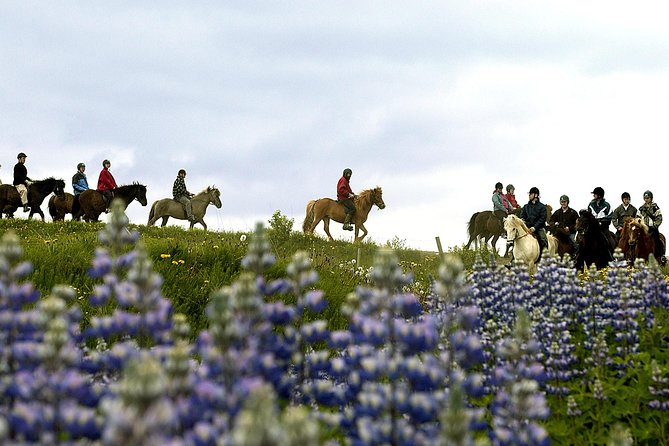 icelandic-horseback-riding-tour-including-pick-up-from-reykjavik