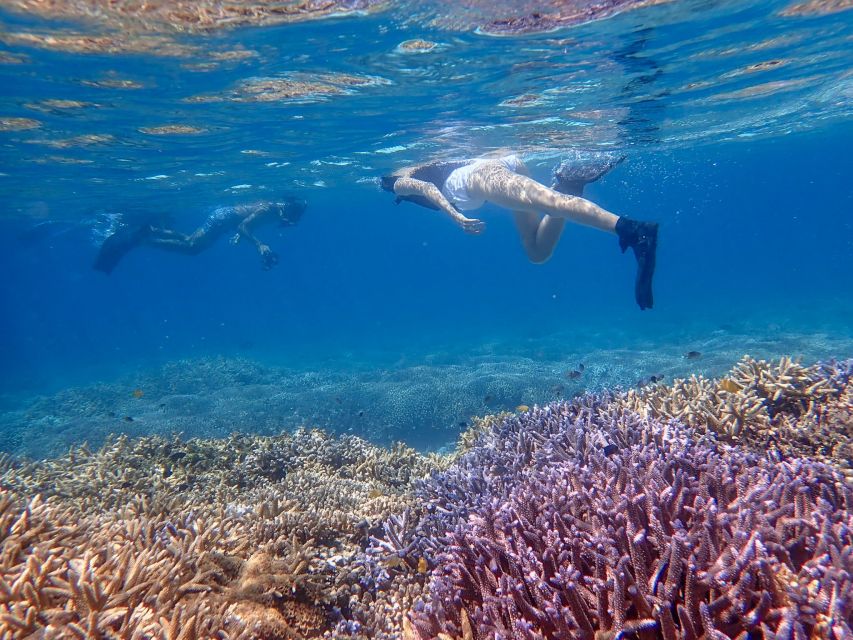 ishigaki-phantom-island-snorkeling-and-taketomi-sightseeing