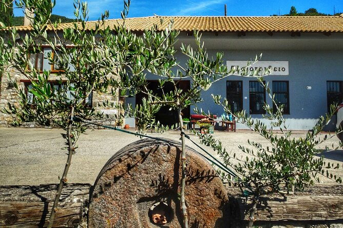 olive-tour-tasting