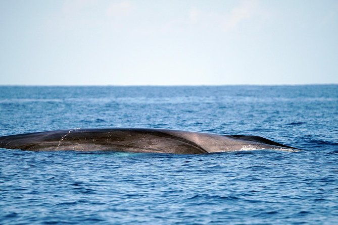 whale-watching-eco-adventure-from-costa-adeje