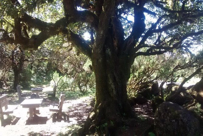 fanal-enchanted-forest