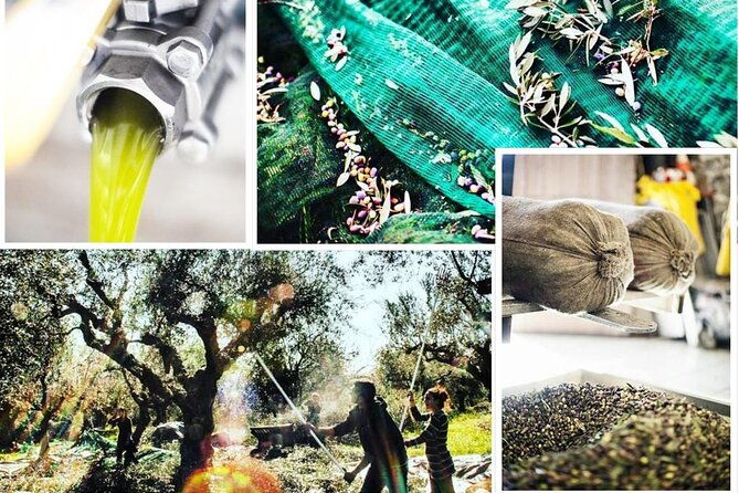 olive-tour-tasting