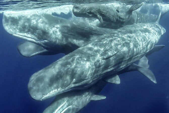 azores-whale-watching-islet-boat-tour