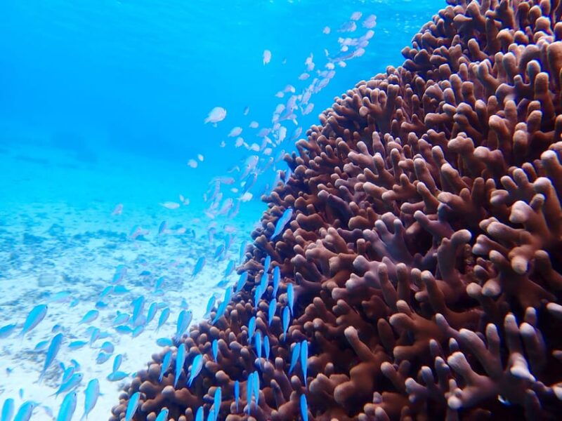 miyako-island-sea-turtle-snorkeling-tour