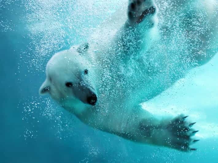 sapporo-departure-asahiyama-zoo-winter-1-day-tour