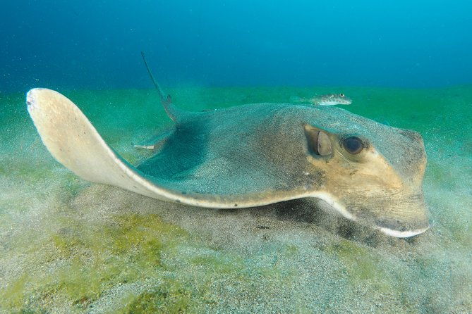 single-dive-for-qualified-divers-from-shore-region-puerto-del-carmen
