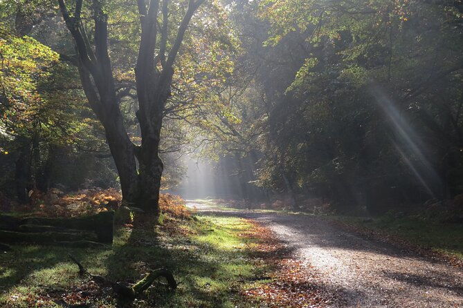 small-group-new-forest-discovery-walk-from-lyndhurst