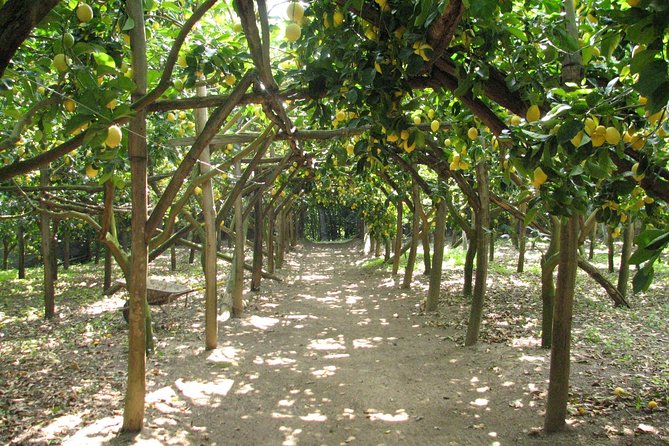 sorrento-farm-and-food-experience-including-olive-oil-limoncello-wine-tasting