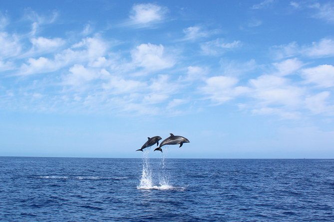 whale-and-dolphin-watching-tour-in-madeira