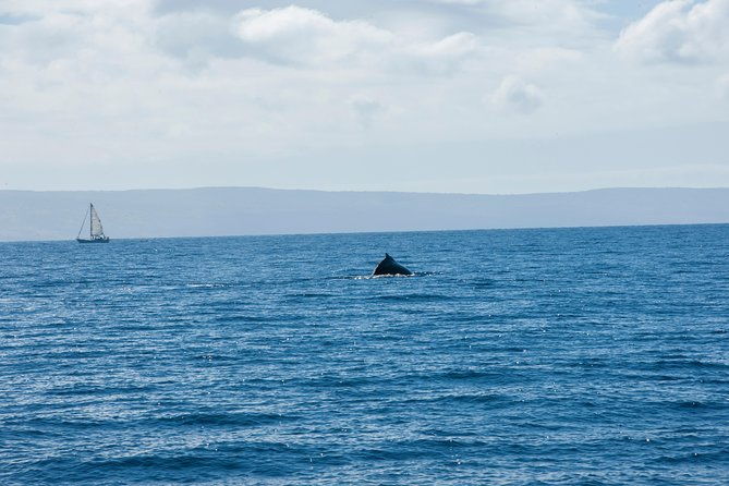 2-Hour Oahu Whale Watch From Ala Wai Harbor, Waikiki