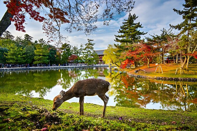 3 Days Private Osaka Kyoto and Nara Tour With English Driver