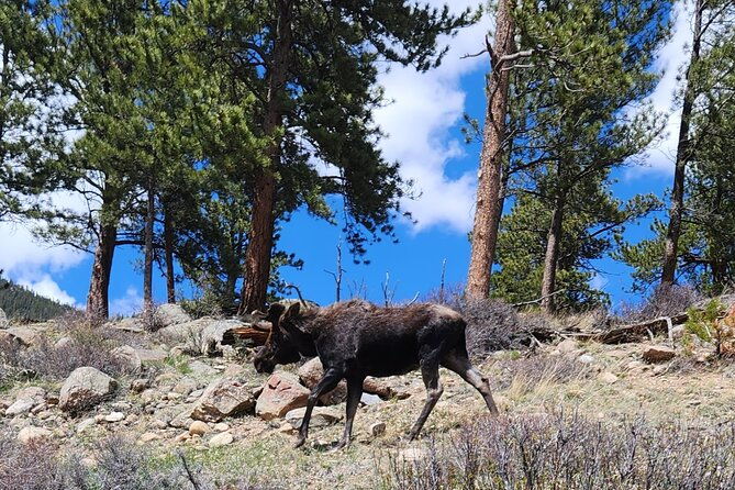 4WD Panoramic Peak Photo Tour in Estes Park