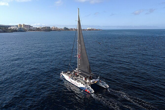 5-hrs-watching-and-listening-whales-and-dolphins-visiting-los-gigantes