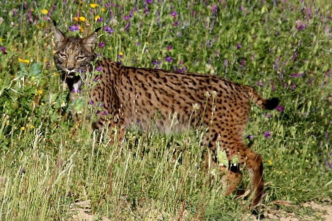 donana-national-park-matalascanas-guided-tour-from-seville