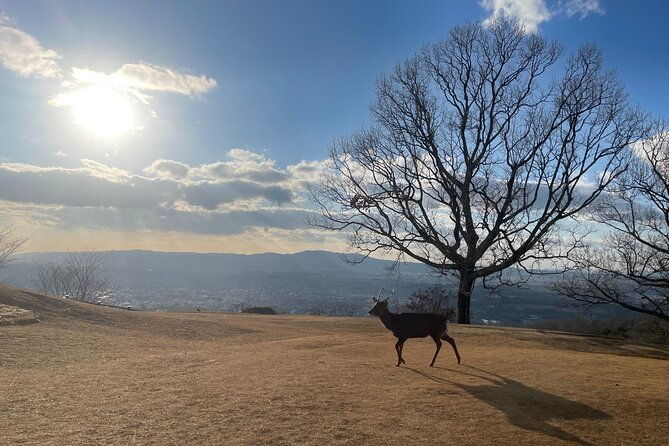 experience-kyoto-a-full-day-private-tour-adventure