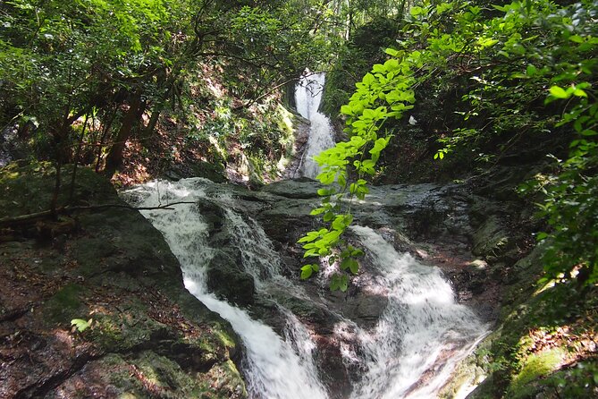 Explore Nature in Yoshino With E-Bike Tour
