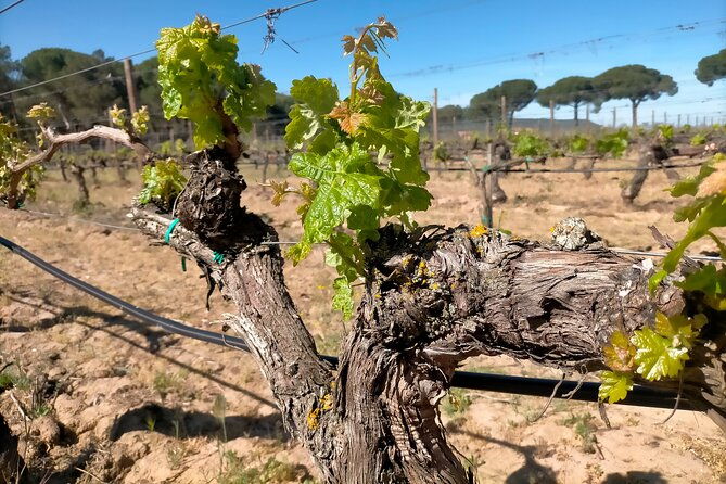 explore-ribera-del-duero-and-visit-3-wineries-with-madrid-pickup