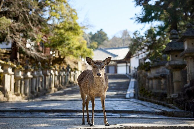 full-day-guided-tour-to-kyoto-and-nara-from-osaka-by-van