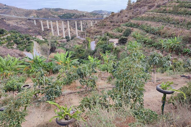 guided-tour-to-the-only-coffee-farm-in-europe