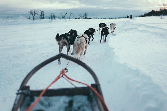 husky-sledding-self-drive-adventure-in-tromso