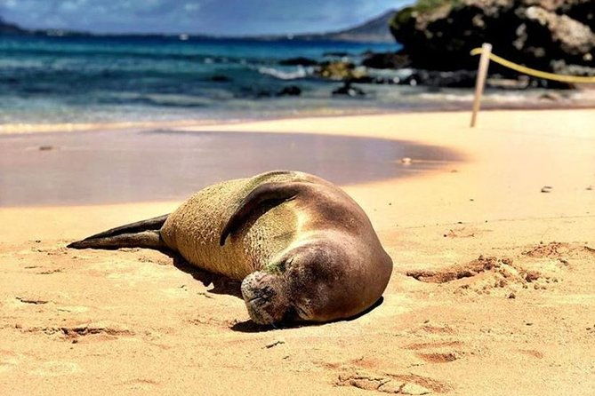Kailua Bay, Oahu: Epic Kayak Adventure With Beachside Lunch
