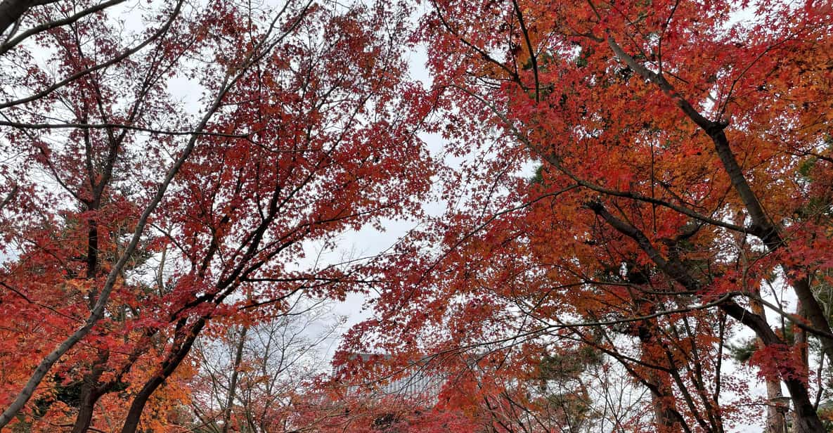 Kyoto: ALL Included Customized Sightseeing Tour With Local