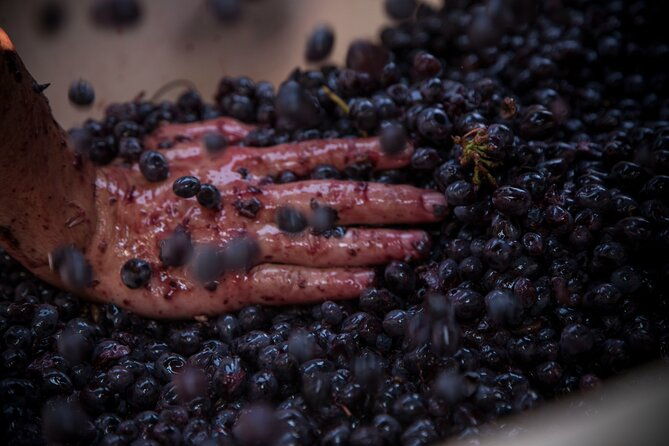 lucca-wine-tasting-at-tenuta-mareli