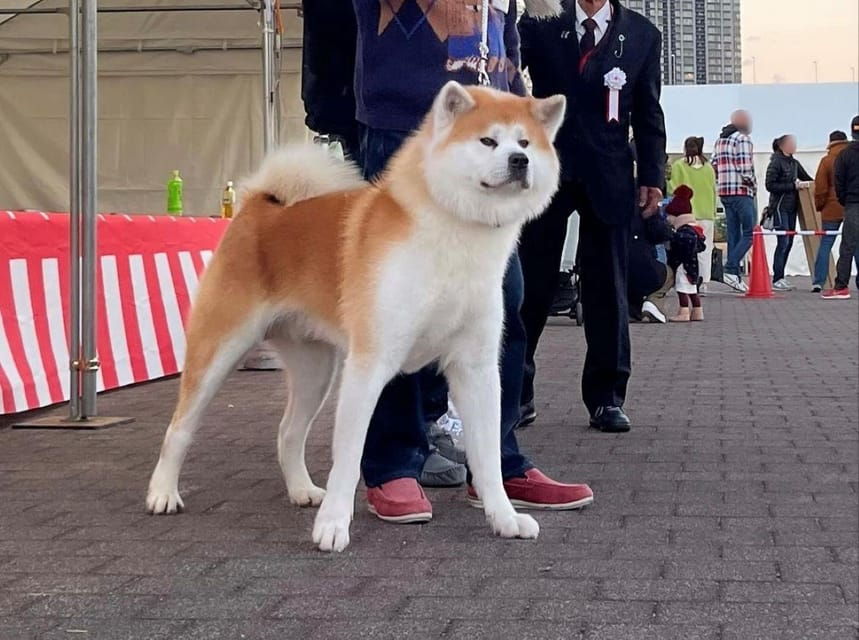 may-2025-akita-dog-day-meet-akita-dogs-in-akita