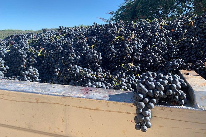 montepulciano-pienza-montalcino-tour-from-florence