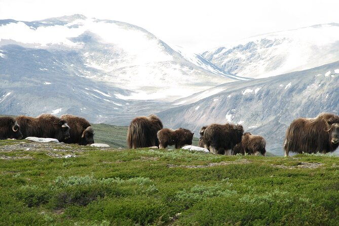 muskox-safari-from-hjerkinn-dovre-lesja-aktiv