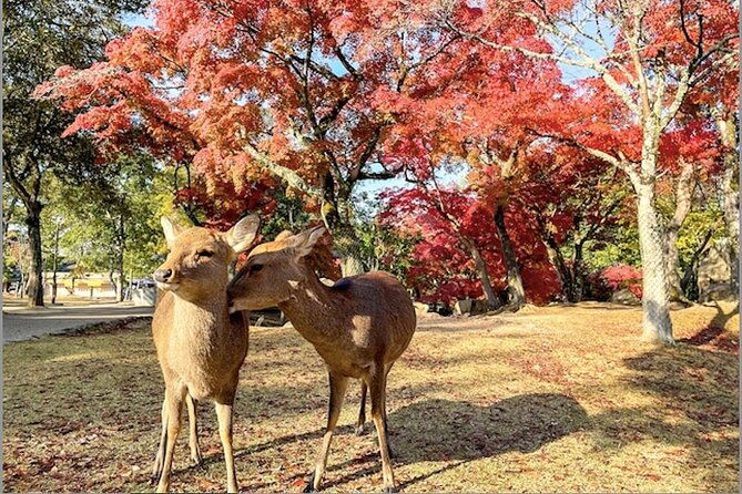 nara-and-kyoto-1-day-bus-tour