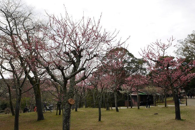 nara-todaiji-kasuga-taisha-private-full-day-tour-from-kyoto