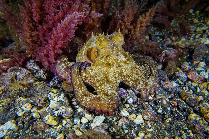 padi-reactivate-course