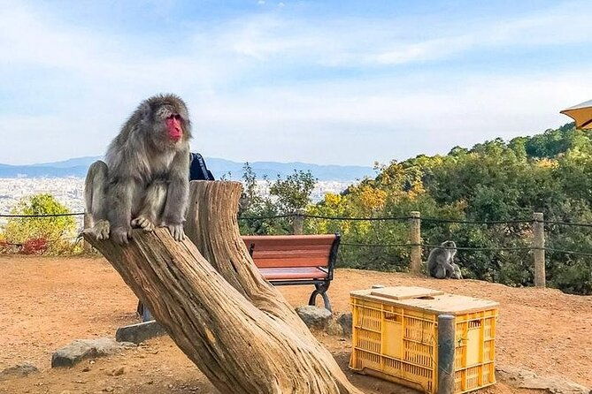 private-day-tour-kyoto-arashiyama-bamboo-forest-perfect-tour
