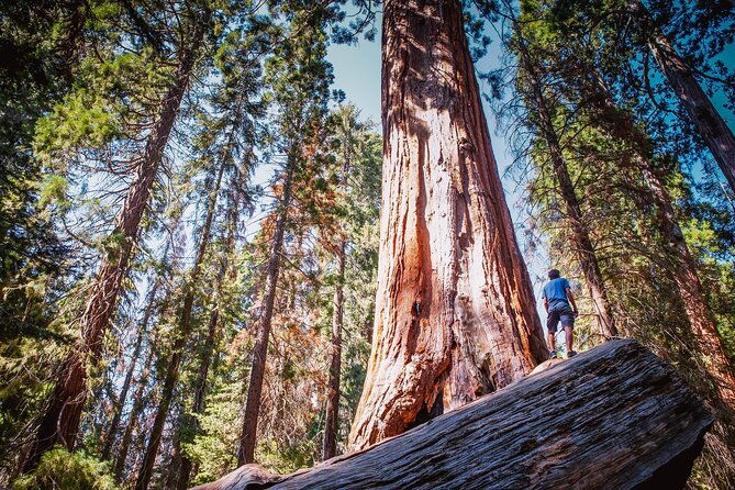 Private Guided Hiking Tour - Sequoia National Park