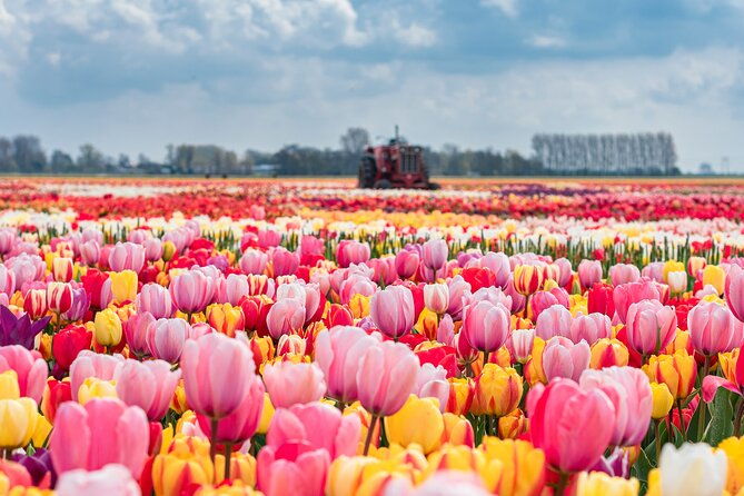 private-keukenhof-gardens-and-tulip-fields-tour-from-amsterdam