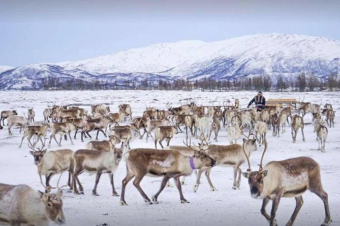 sami-culture-and-short-reindeer-sledding-from-tromso