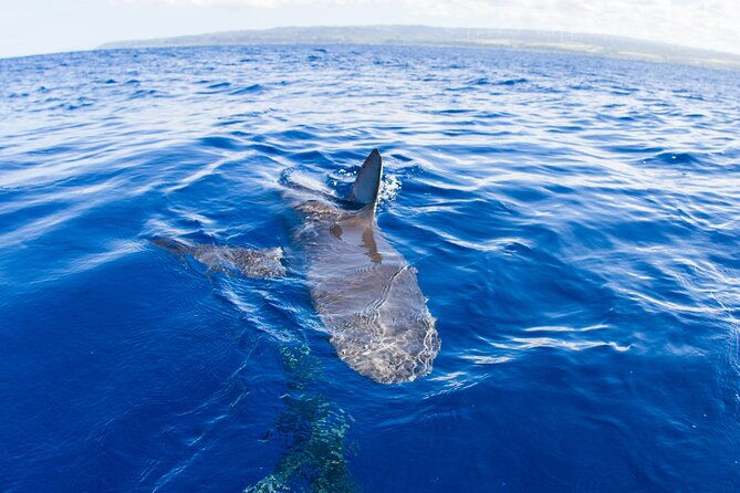 Shark Cage Diving In Oahu