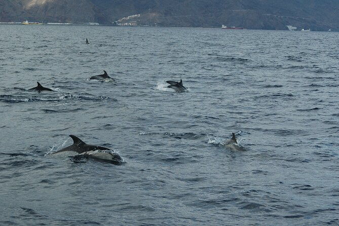 small-group-excursion-whales-and-dolphin-watching-los-gigantes