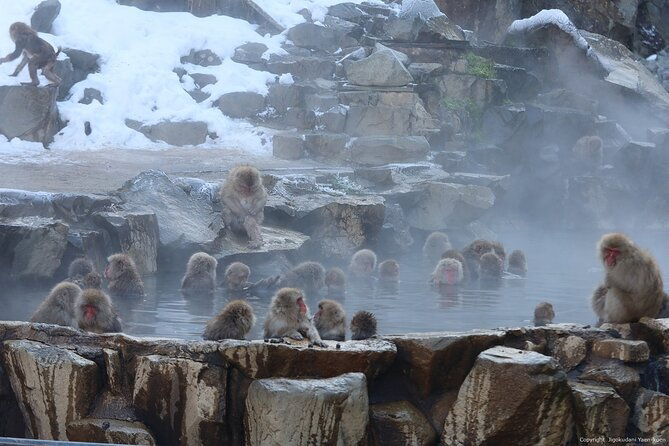 snow-monkey-park-private-tour-from-tokyo-with-licensed-guide