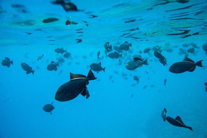 The Best Maui 3 Hour Molokini and Turtle Town Snorkel