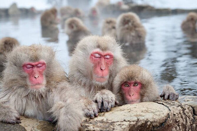tokyo-day-trip-to-snow-monkeys-and-zenkoji