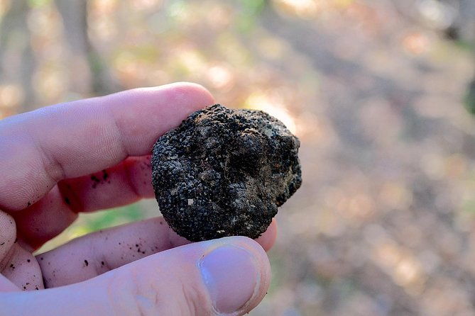 truffle-hunting-experience-with-lunch-in-san-miniato