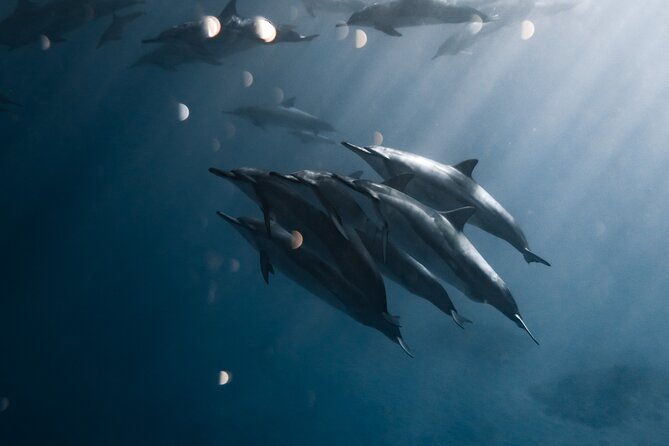 turtle-canyon-snorkel-tour