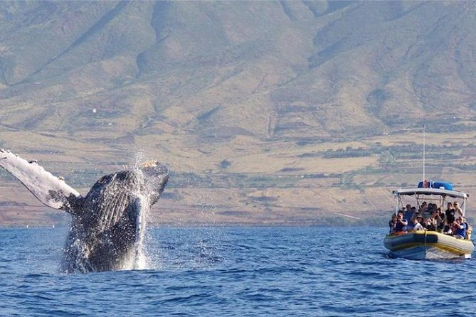 Ultimate Whale Watch, 2 Hour (Lahaina) Raft Style