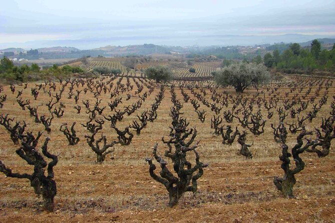 viticulture-and-wine-tasting-3-hour-trip-from-barcelona