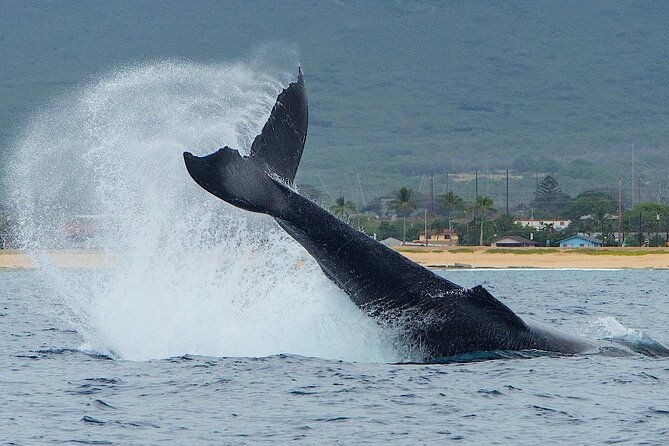 Wild Dolphin Watching and Snorkel Safari Off West Coast of Oahu
