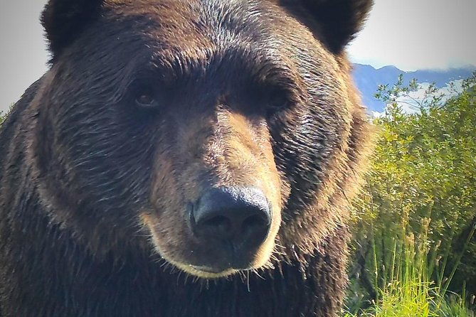 Wilderness, Wildlife, Glacier Experience From Anchorage